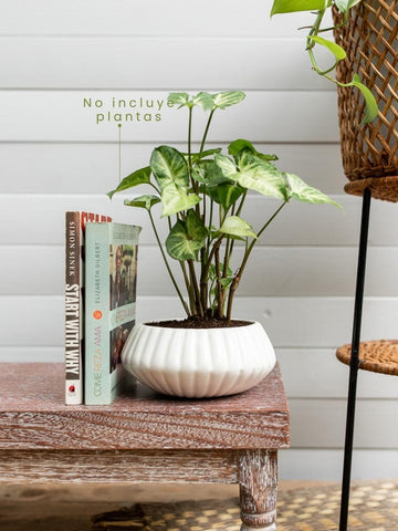 maceta-para-plantas-decorativa-artesanal-hecha-a-mano-decoracion-con-plantas-de-interior-purificadoras-de-aire-regalos-para-mujeres-singonio-habibi-plantitas_e3c9cbe6-1152-4896-beb5-720dffe8160f.jpg