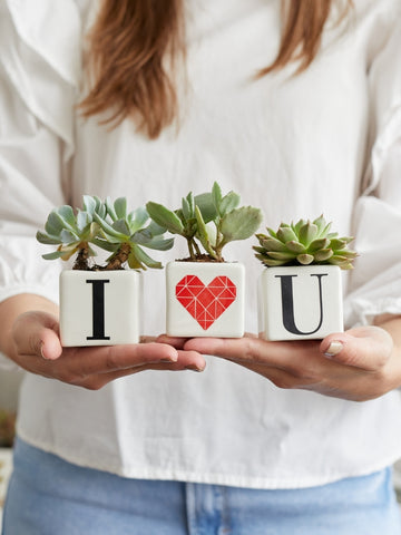 maceta-personalizada-con-iniciales-suculentas-de-regalo-amor-y-amistad-regalos-para-hombres-regalos-san-valentin-amor-y-amistad-cuidado-de-suculentas-regalo-de-aniversario-habibi-plan.jpg