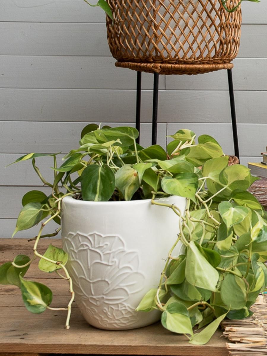 macetas-para-plantas-de-interior-decoracion-con-plantas-purificadoras-de-aire-regalos-para-mujeres-regalos-para-nuevo-hogar-decoracion-moderna-habibi-plantitas.jpg