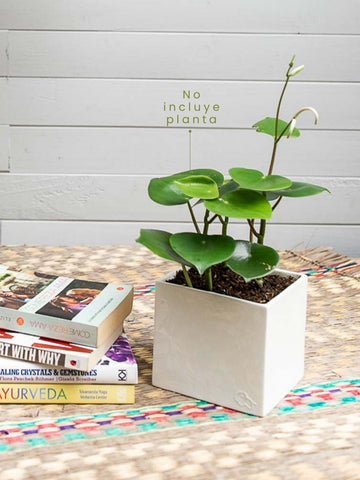 matera-en-ceramica-para-plantas-de-interior-decoracion-jardineria-en-casa-cuidado-de-plantas-habibi-plantitas_3d508f74-49b5-4861-b830-275544e69f26.jpg