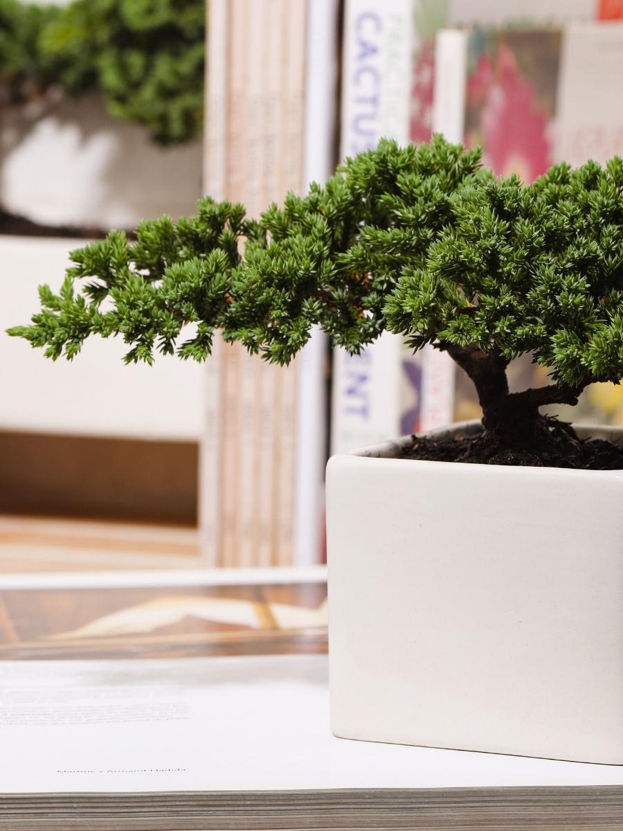 mini-bonsai-de-pino-planta-de-la-eternidad-maceta-ceramica-regalos-de-condolencias-regalos-de-pesame-regalos-de-cumpleanos--regalos-para-hombres-habibi-plantitas_50d4353b-cb62-4c54-807f-90d77c7e807b.jpg