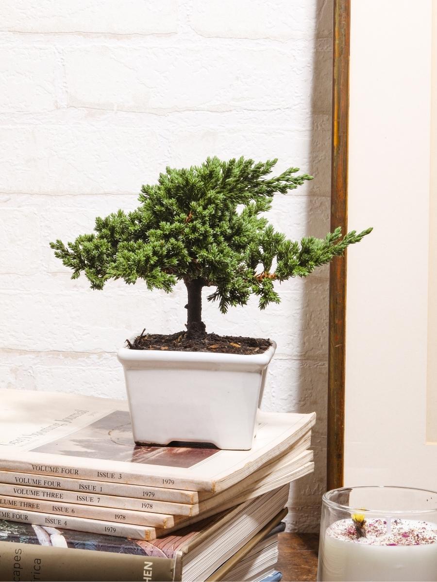 mini-bonsai-de-pino-planta-de-la-eternidad-maceta-ceramica-regalos-de-condolencias-regalos-de-pesame-regalos-de-cumpleanos-habibi-plantitas.jpg