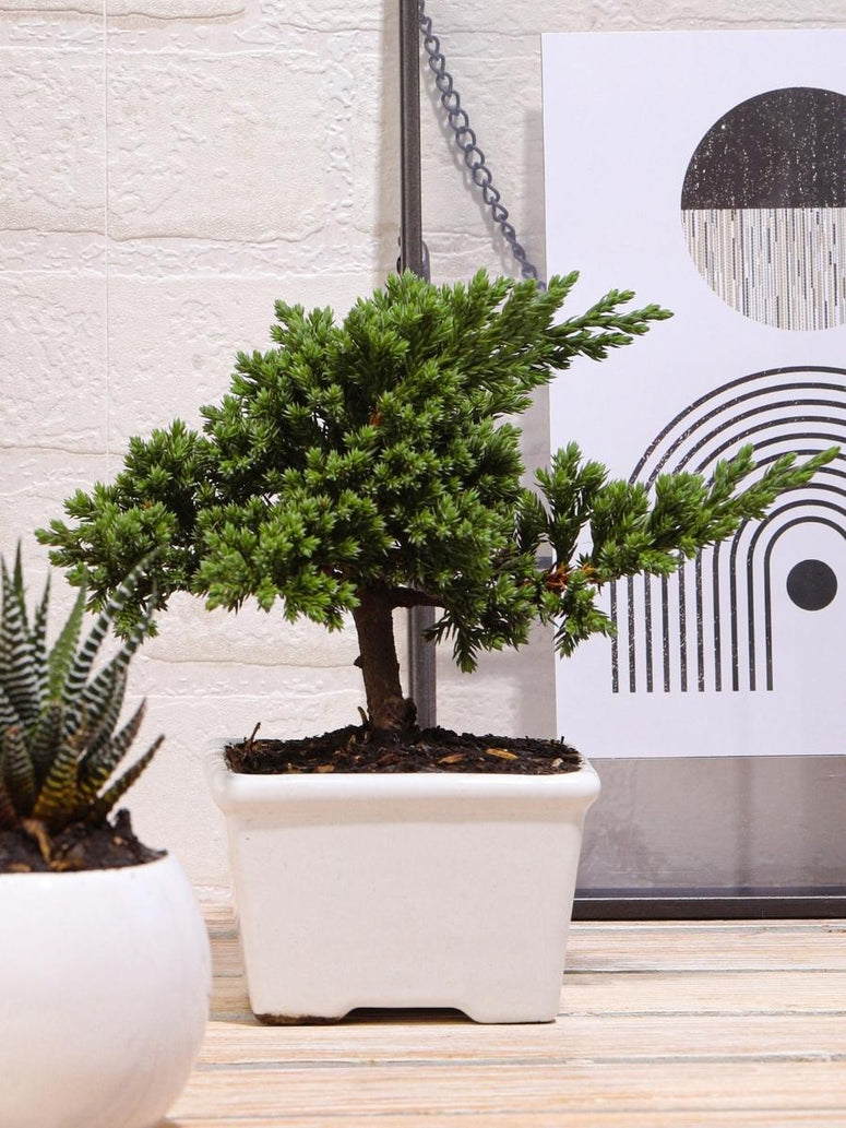 Encuentra las mejores plantas de interior de sombra en Habibi Plantitas