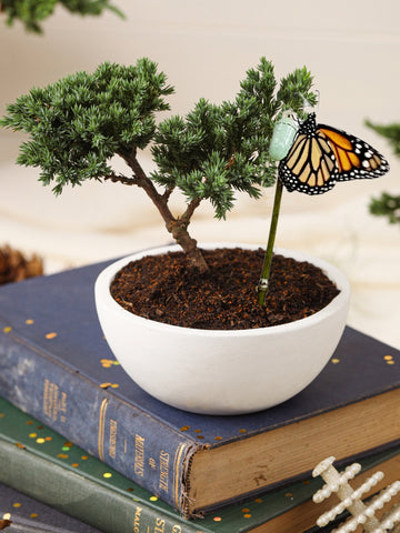 mini-bonsai-de-pino-planta-de-la-eternidad-maceta-concreto-crisalida-de-mariposa-capullo-pupa-regalos-de-condolencias-regalos-de-pesame-regalos-de-cumpleanos-habibi-plantitas.jpg