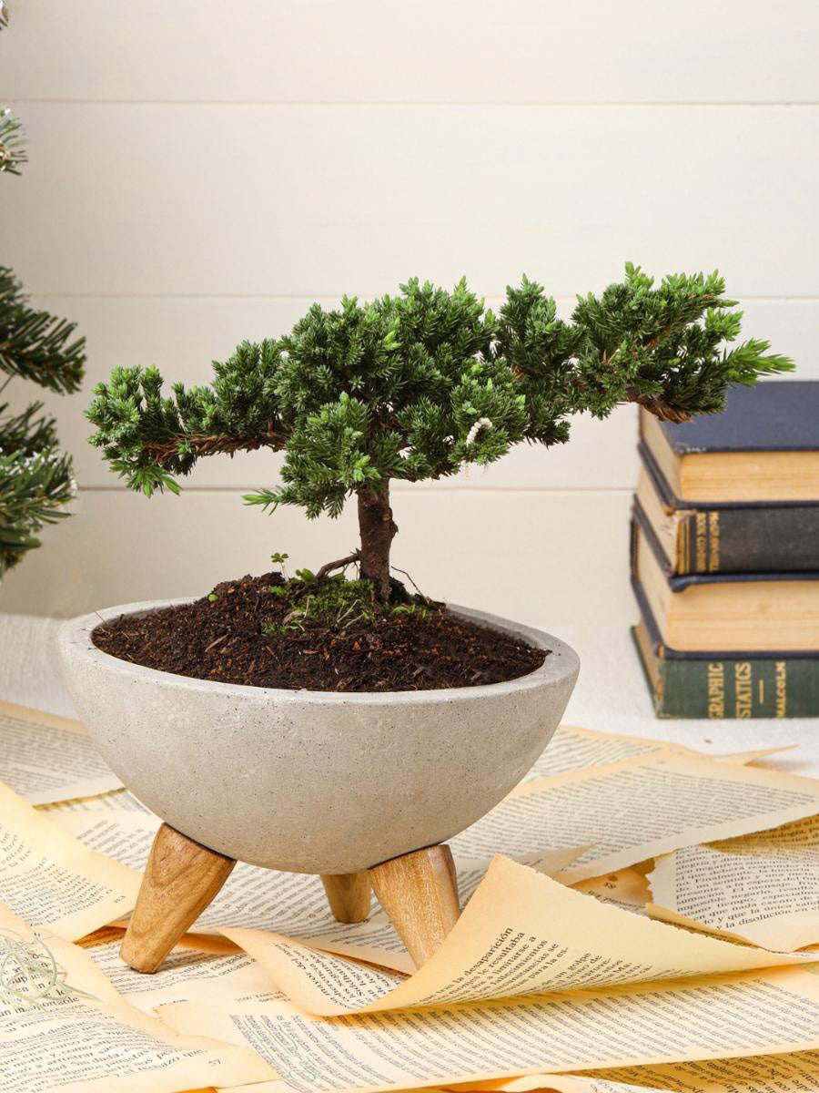 mini-bonsai-de-pino-planta-de-la-eternidad-maceta-concreto-regalos-de-condolencias-regalos-de-pesame-regalos-de-cumpleanos-habibi-plantitas_35ad0685-3033-4f6a-af7c-4ab734b95cee.jpg