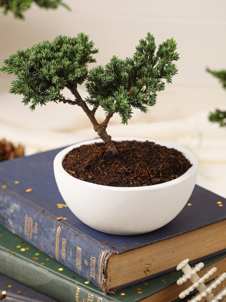 mini-bonsai-de-pino-planta-de-la-eternidad-maceta-concreto-regalos-de-condolencias-regalos-de-pesame-regalos-de-cumpleanos-habibi-plantitas_43b29be4-bbfe-49ed-bfc7-5bb98e606f6a.jpg