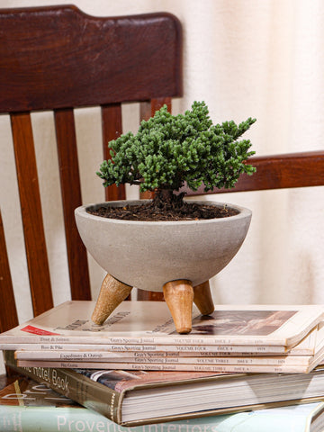 mini-bonsai-de-pino-planta-de-la-eternidad-maceta-concreto-regalos-de-condolencias-regalos-de-pesame-regalos-de-cumpleanos-habibi-plantitas_f23d61a0-614a-458e-9067-f04d8d255b04.jpg