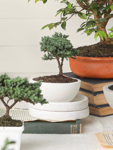 mini-bonsai-de-pino-planta-de-la-eternidad-maceta-concreto-regalos-de-condolencias-regalos-de-pesame-regalos-de-cumpleanos-habibi-plantitas.jpg