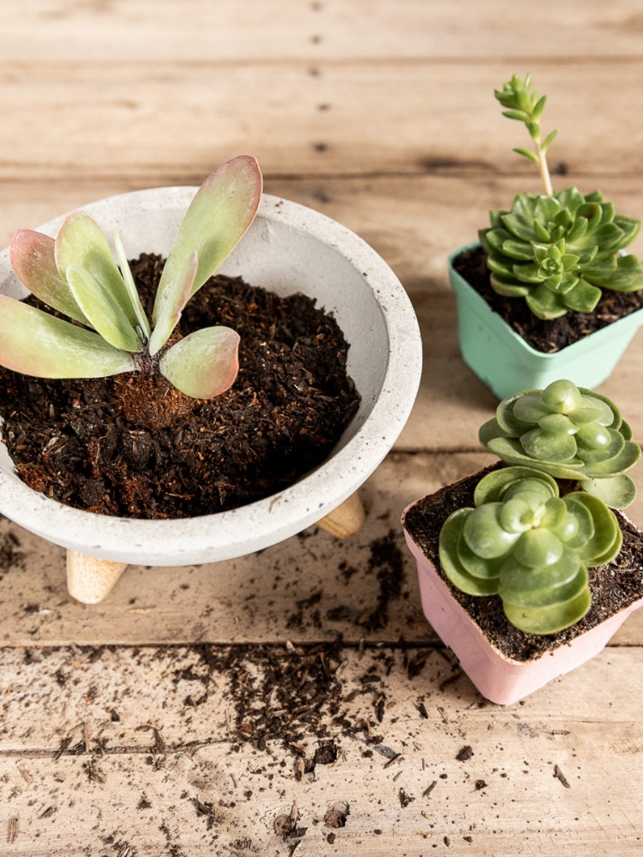 mini-suculentas-cactus-regalos-para-mujer-regalo-para-condolencias-cuidados-de-suculentas-decoracion-para-oficinas-siembra-suculentas-maceta-en-concreto-habibi-plantitas_803fee9c-a075-4b35-bd31-5f27e0aaba48.jpg