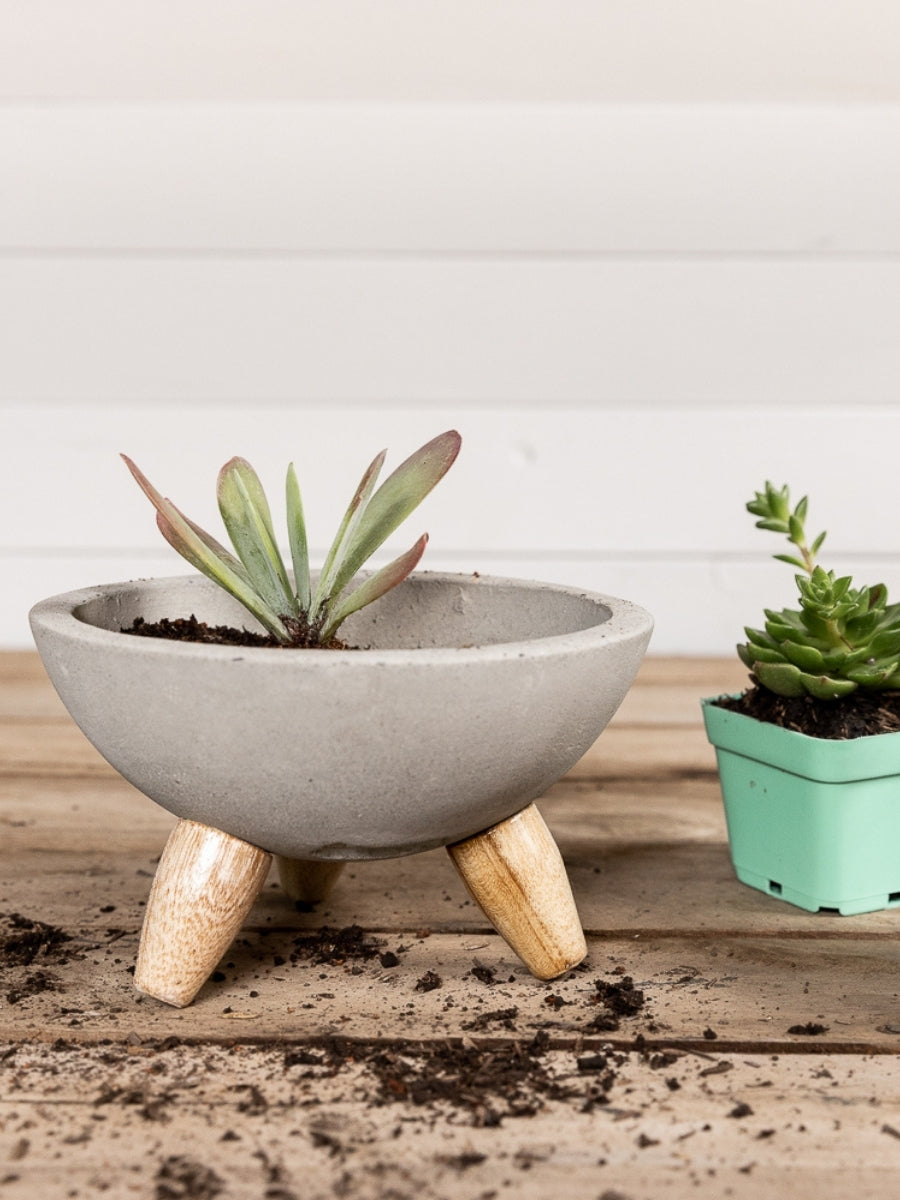 mini-suculentas-cactus-regalos-para-mujer-regalo-para-condolencias-cuidados-de-suculentas-decoracion-para-oficinas-siembra-suculentas-maceta-en-concreto-habibi-plantitas_b6a163aa-7a97-403a-beaa-706e815820c7.jpg