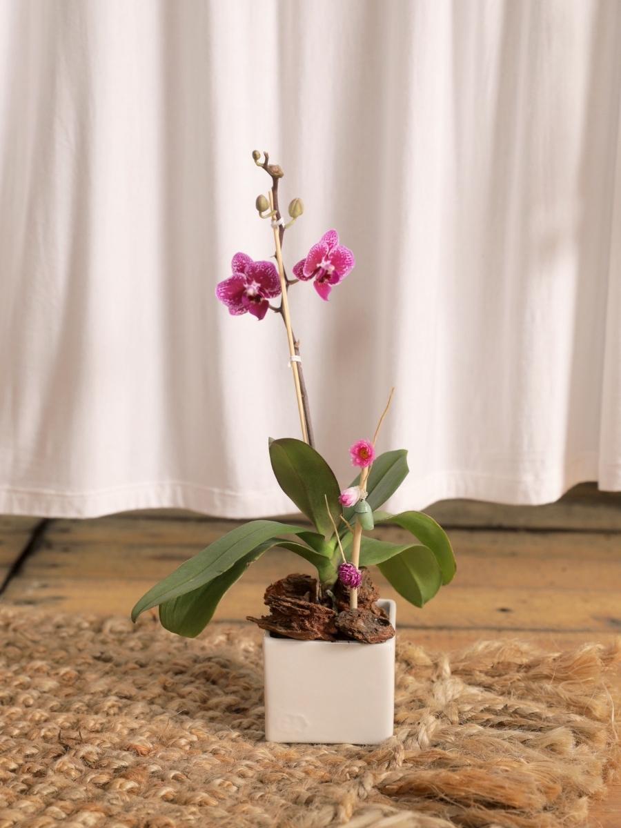 orquidea-baby-maceta-ceramica-regalos-para-mujer-crisalida-capullo-de-mariposa-habibi-plantitas.jpg
