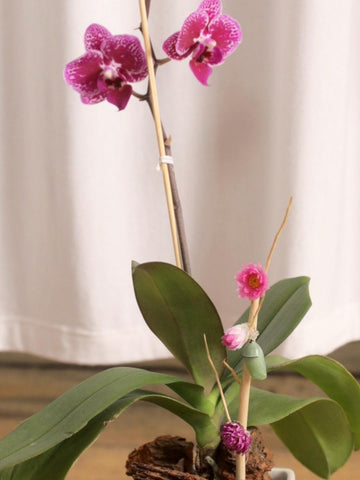 orquidea-baby-maceta-ceramica-regalos-para-mujer-crisalida-capullo-de-mariposa-habibi-plantitas_2a6256e0-a282-4939-be56-fa60ce64cf8e.jpg
