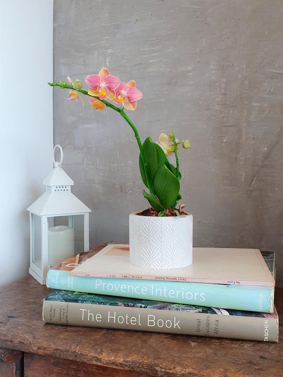 orquidea-baby-maceta-concreto-decoracion-plantas-de-interior-regalos-para-mujer-habibi-plantitas.jpg