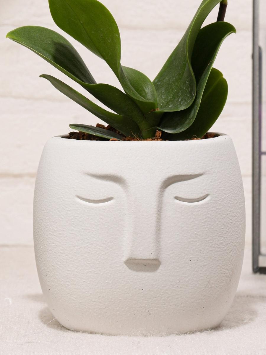 orquidea-baby-maceta-concreto-forma-cara-decoracion-plantas-de-interior-regalos-para-mujer-habibi-plantitas_c83bd8ee-a598-4921-8a81-65472468c5a8.jpg