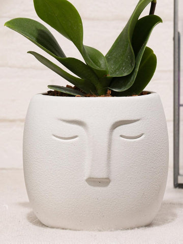 orquidea-baby-maceta-concreto-forma-cara-decoracion-plantas-de-interior-regalos-para-mujer-habibi-plantitas_c83bd8ee-a598-4921-8a81-65472468c5a8.jpg