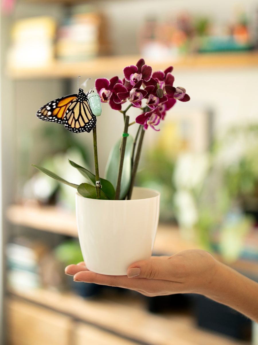 orquidea-baby-maceta-decorativa-regalos-para-mujer-crisalida-capullo-de-mariposa-habibi-plantitas.jpg