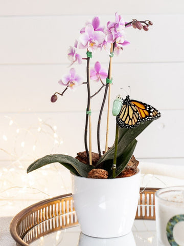 orquidea-baby-maceta-plastica-regalos-para-mujer-crisalida-capullo-de-mariposa-habibi-plantitas.jpg