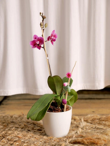 orquidea-baby-regalos-para-mujer-crisalida-capullo-de-mariposa-habibi-plantitas_cde1cd98-1676-4cca-bd12-cbb1434cfc24.jpg