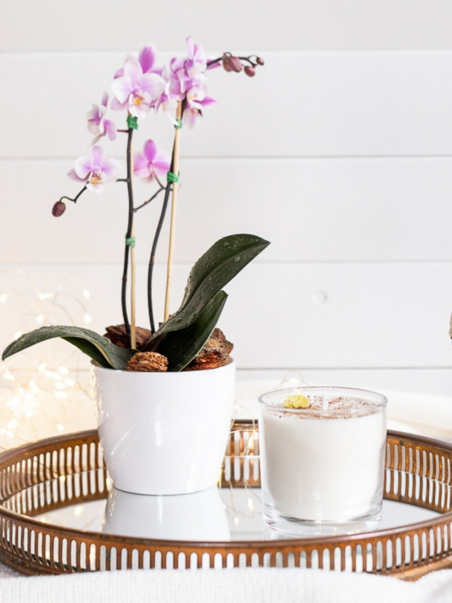 orquidea-baby-regalos-para-mujer-vela-aromatica-verbena-regalos-para-mujer-regalos-de-condolencias-habibi-plantitas.jpg