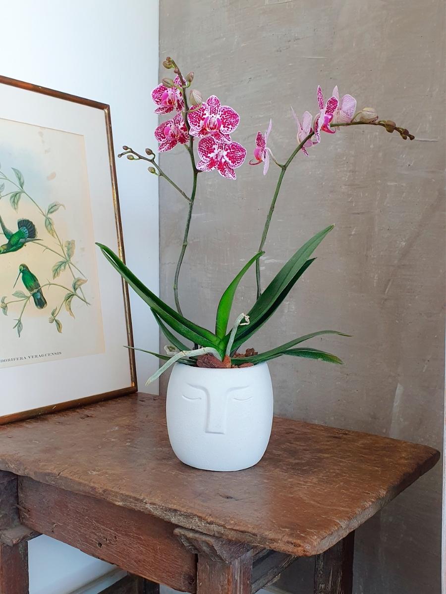 orquidea-maceta-concreto-forma-cara-decoracion-plantas-de-interior-regalos-para-mujer-habibi-plantitas_6b48fe04-add3-463e-9433-2c2890e84708.jpg