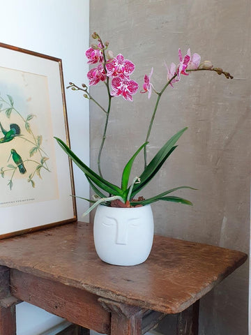 orquidea-maceta-concreto-forma-cara-decoracion-plantas-de-interior-regalos-para-mujer-habibi-plantitas_6b48fe04-add3-463e-9433-2c2890e84708.jpg