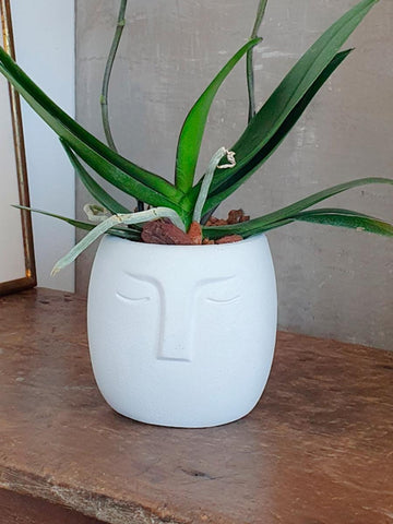 orquidea-maceta-concreto-forma-cara-decoracion-plantas-de-interior-regalos-para-mujer-habibi-plantitas.jpg