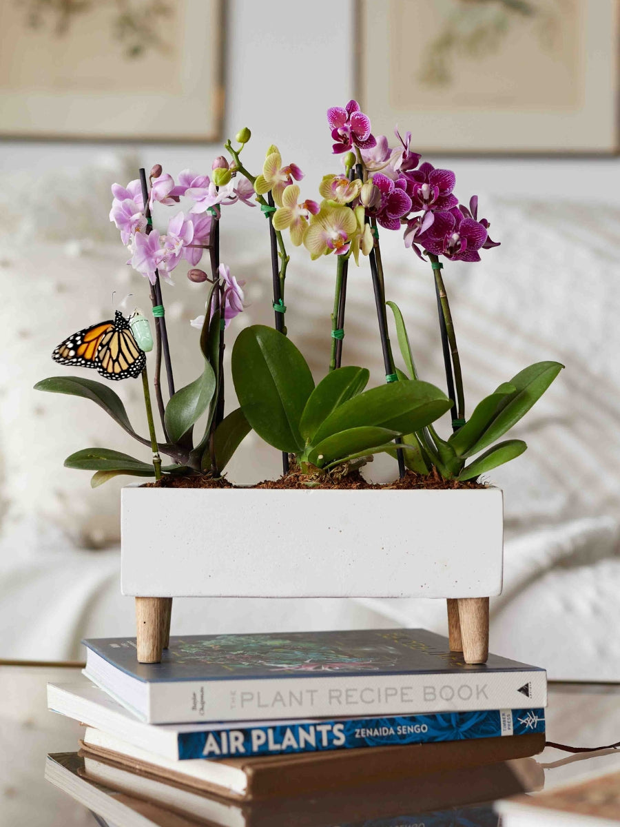 orquidea-phalaenopsis-baby-regalos-con-orquideas-plantas-de-interior-regalos-para-mujer-maceta-en-concreto-floristeria-medellin-capullo-de-mariposa-crisalida-pupa-habibi-plantitas.jpg