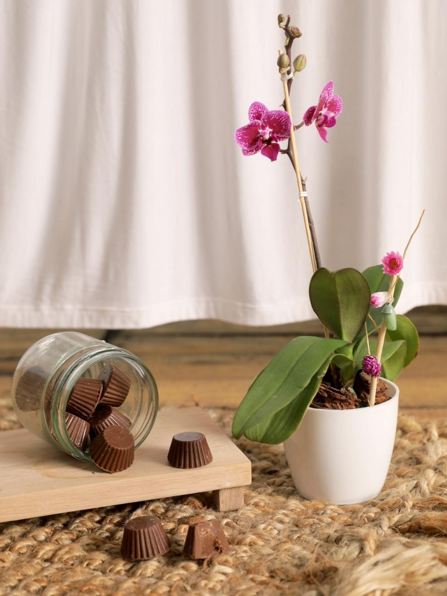 orquidea-phalaenopsis-baby-regalos-para-mujer-plantas-de-interior-planta-del-amor-regalos-de-condolencias-crisalida-de-mariposa-capullo-pupa-chocolates-detalle-pesame-habibi-plantitas.jpg