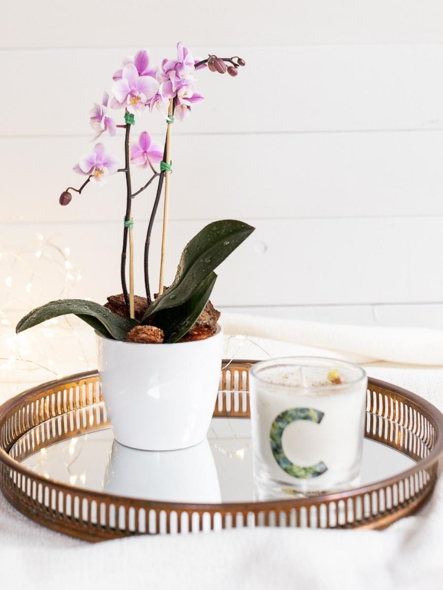 orquidea-phalaenopsis-baby-regalos-para-mujer-plantas-de-interior-planta-del-amor-vela-aromatica-verbena-regalos-personalizados-velas-con-inicial-regalos-para-mujer-regalo-de-cumplean.jpg