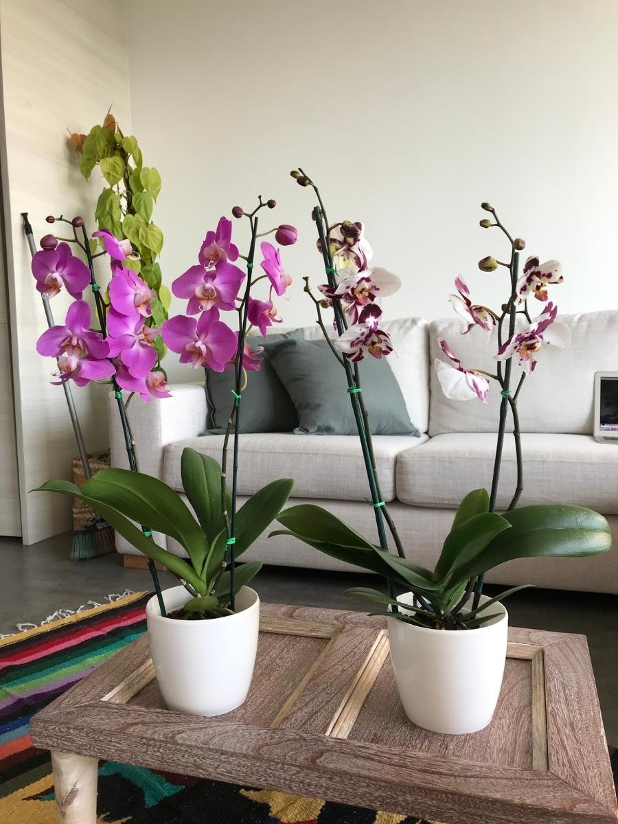 orquidea-phalaenopsis-regalo-regalos-para-mujer-regalos-de-cumpleanos-decoracion-con-orquideas-habibi-plantitas_7ac89707-1ec1-4cce-936d-f21fc9858825.jpg