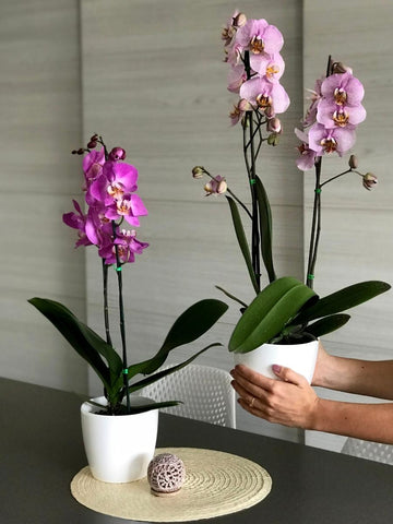 orquidea-phalaenopsis-regalo-regalos-para-mujer-regalos-de-cumpleanos-habibi-plantitas.jpg
