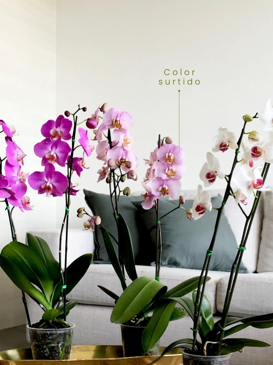 orquidea-phalaenopsis-regalos-para-mujer-regalos-de-cumpleanos-decoracion-con-orquideas-habibi-plantitas_7aff8474-18e4-4ffa-aea9-efdb8794fd95.jpg