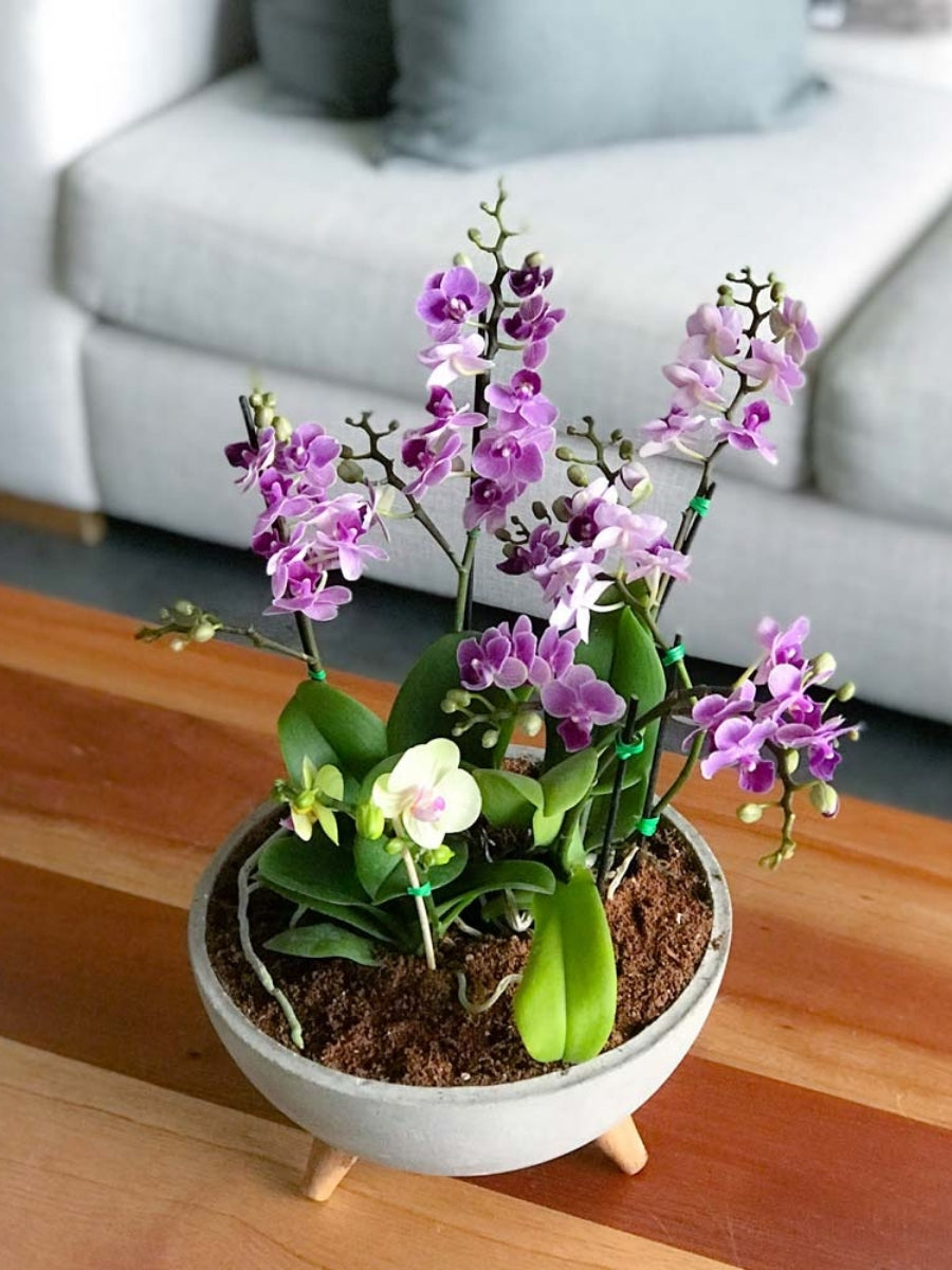 orquideas-exclusivas-arreglo-de-flores-para-regalo-habibi-plantitas.jpg