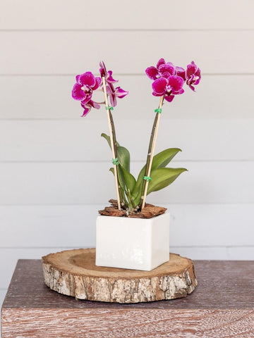 orquideas-mini-maceta-ceramica-regalos-para-mujeres-regalos-plantas-de-interior-plantas-de-interior-con-flor-habibi-plantitas.jpg