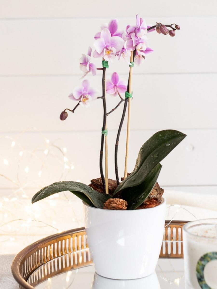 orquideas-phalaenopsis-baby-medellin-regalos-para-mujeres-regalos-plantas-de-interior-habibi-plantitas.jpg