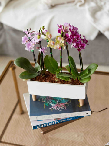 orquideas-phalaenopsis-baby-regalos-con-orquideas-plantas-de-interior-regalos-de-cumpleanos-maceta-en-concreto-habibi-plantitas.jpg