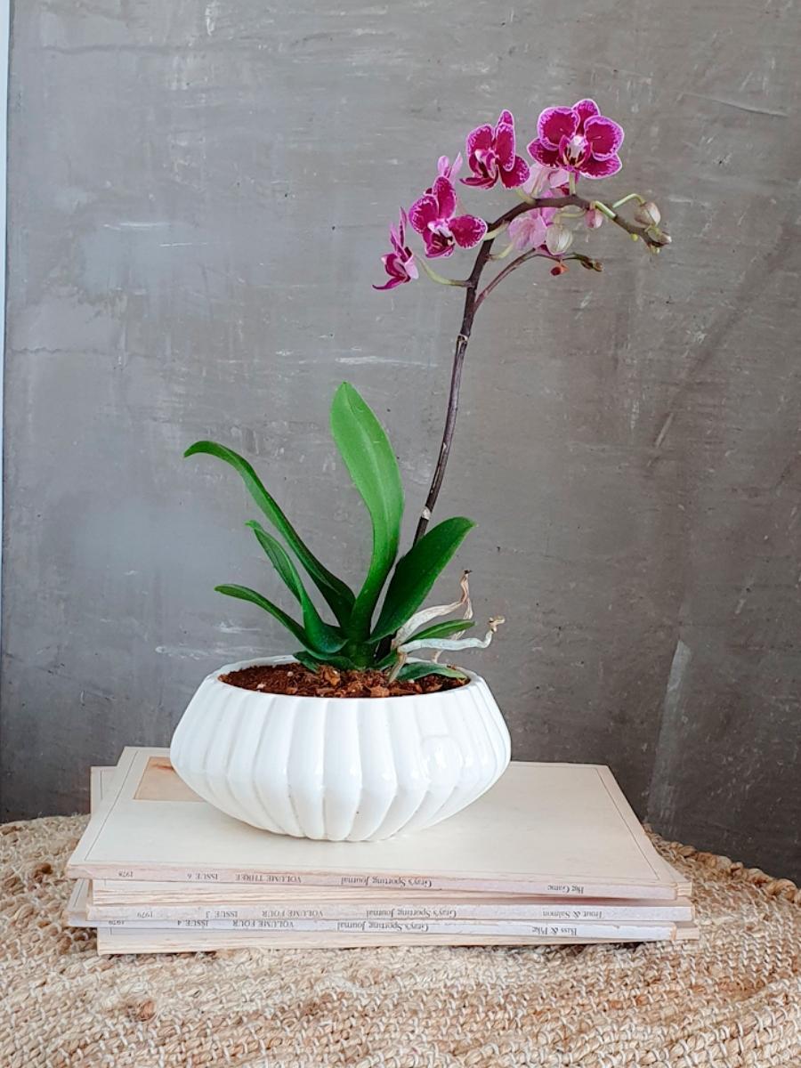 orquideas-phalaenopsis-mini-maceta-ceramica-medellin-regalos-para-mujeres-regalos-plantas-de-interior-habibi-plantitas.jpg