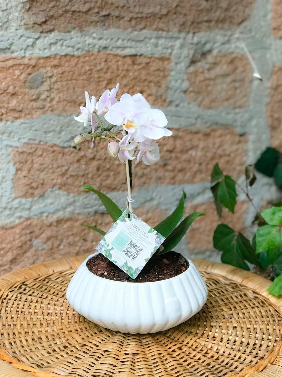 orquideas-phalaenopsis-mini-maceta-ceramica-regalos-para-mujeres-regalos-plantas-de-interior-habibi-plantitas..jpg