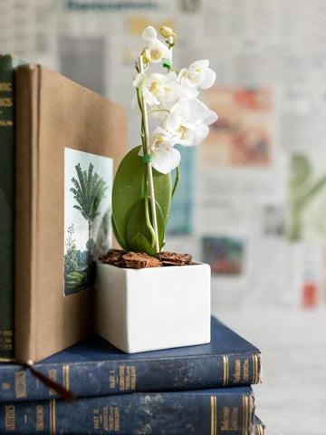 orquideas-phalaenopsis-mini-maceta-ceramica-regalos-para-mujeres-regalos-plantas-de-interior-plantas-de-interior-con-flor-habibi-plantitas.jpg