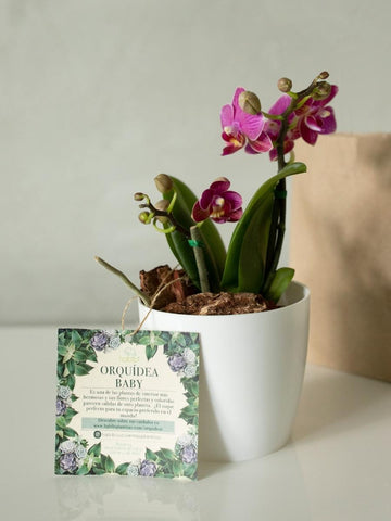 orquideas-phalaenopsis-mini-medellin-regalos-para-mujeres-regalos-plantas-de-interior-habibi-plantitas.jpg