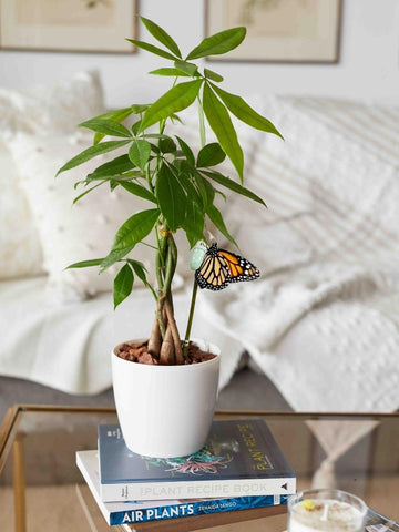 pachira-planta-del-dinero-planta-de-la-abundancia-planta-de-interior-pachira-acuatica-decoracion-con-plantas-crisalida-de-mariposa-capullo-pupa-habibi-plantitas.jpg