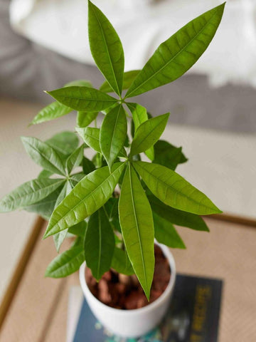 pachira-planta-del-dinero-planta-de-la-abundancia-planta-de-interior-pachira-acuatica-habibi-plantitas.jpg