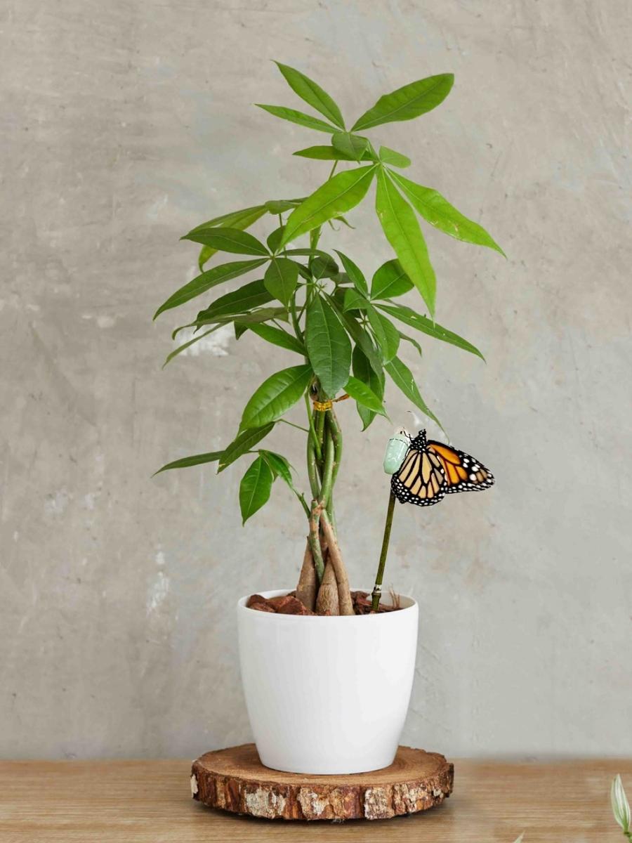 pachira-planta-del-dinero-planta-de-la-abundancia-planta-de-interior-pachira-acuatica-plantas-con-significado-crisalida-de-mariposa-capullo-pupa-habibi-plantitas.jpg