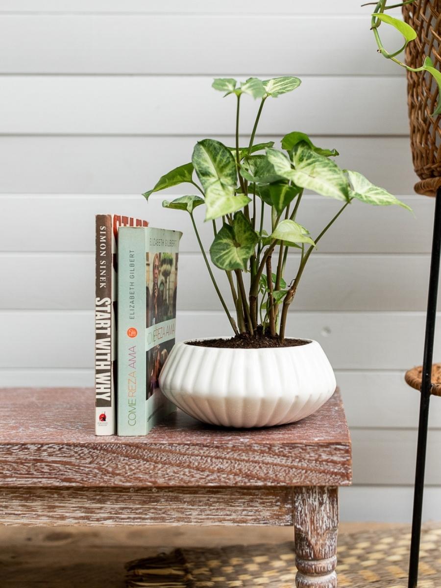 planta-de-interior-singonio-maceta-ceramica-decorativa-para-plantas-plantas-purificadoras-habibi-plantitas.jpg