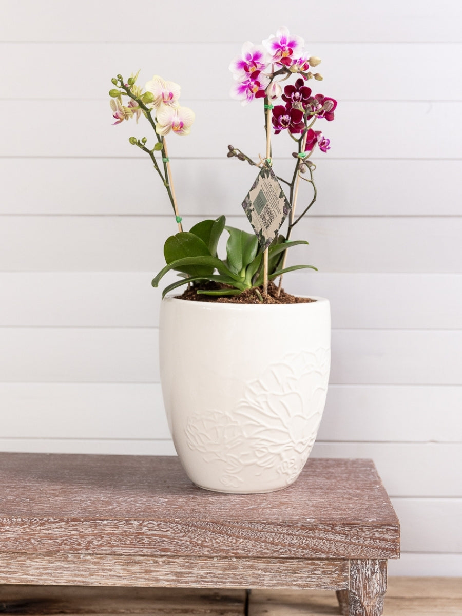 planta-orquidea-arreglo-de-flores-regalos-de-cumpleanos-regalo-de-condolencias-habibi-plantitas.jpg