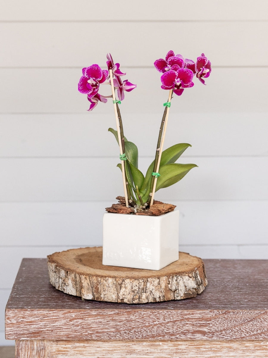 planta-orquidea-baby-regalos-de-cumpleanos-regalo-de-condolencias-cuidado-de-orquideas-maceta-en-ceramica-habibi-plantitas.jpg