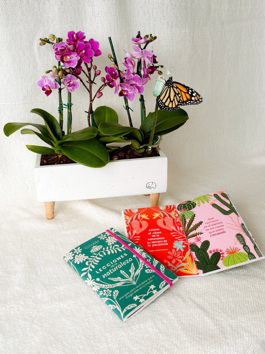 planta-orquidea-baby-stickers-adhesivos-regalos-de-cumpleanos-regalo-de-condolencias-cuidado-de-orquideas-maceta-en-concreto-crisalida-de-mariposa-capullo-pupa-habibi-plantitas.jpg