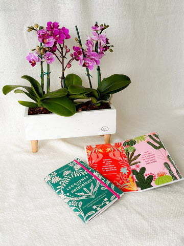 planta-orquidea-baby-stickers-adhesivos-regalos-de-cumpleanos-regalo-de-condolencias-cuidado-de-orquideas-maceta-en-concreto-habibi-plantitas_jpg.jpg