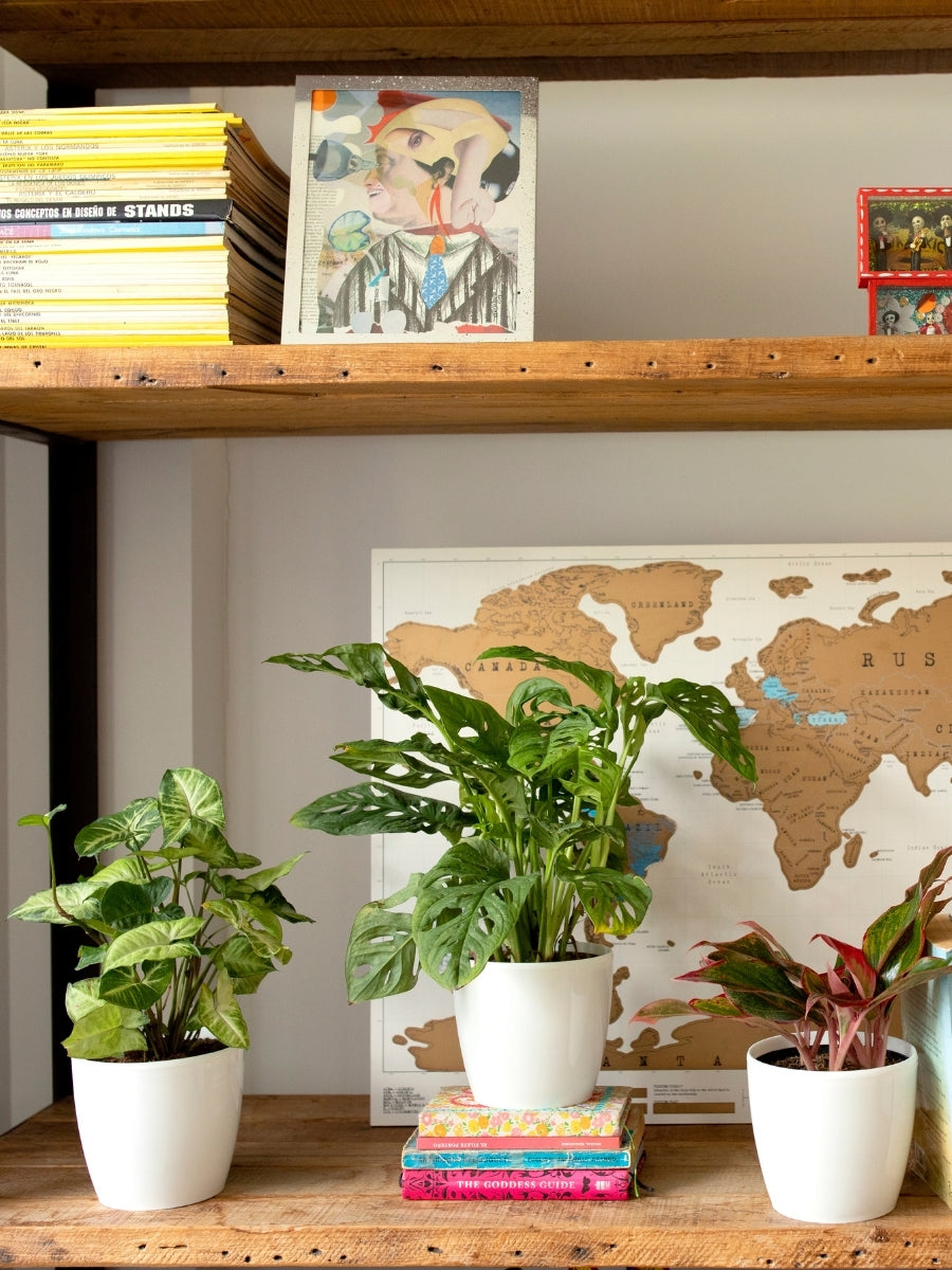 plantas-de-interior-miami-potos-aglaonema-peperomia-plantas-purificadoras-de-aire-cuidados-de-plantas-decoracion-habibi-plantitas.jpg