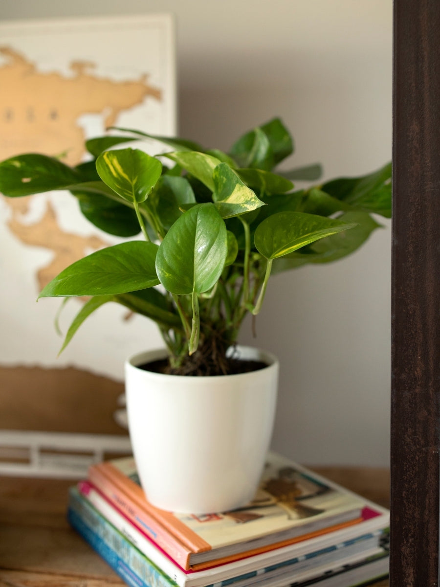 plantas-de-interior-miami-potos-aglaonema-peperomia-singonio-plantas-purificadoras-de-aire-cuidados-de-plantas-decoracion-habibi-plantitas_527158af-3813-4f67-afb2-2ef6c134aad3.jpg